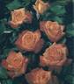 Pigalle ® rose photo