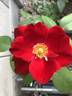 Top Gun ™ rose photo