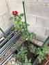 Top Gun ™ rose photo