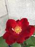Top Gun ™ rose photo