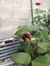 Top Gun ™ rose photo