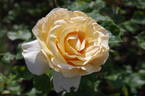 Commonwealth Glory rose photo