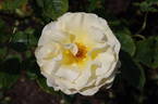 Commonwealth Glory rose photo
