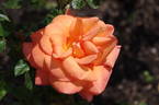 Dawn Chorus rose photo