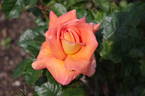 Dawn Chorus rose photo