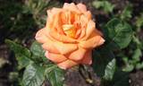 Dawn Chorus rose photo