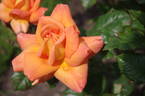 Dawn Chorus rose photo