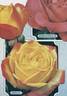 Banzai 83 rose photo