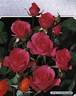 Pink La Sevillana® rose photo
