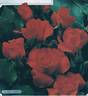 Tchin-Tchin rose photo