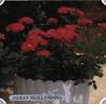 Indian Meillandina rose photo