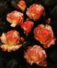 Matilda ® rose photo