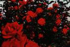 Exploit ® rose photo