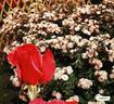 Make-Up rose photo