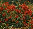 Scarlet Meidiland rose photo