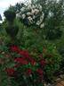 Lavaglut rose photo
