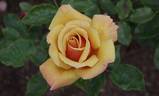 Belle Époque rose photo