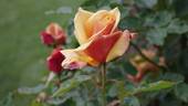 Belle Époque rose photo