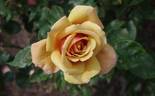 Belle Époque rose photo
