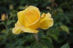 Keep Smiling rose photo