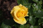 Keep Smiling rose photo