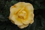 Keep Smiling rose photo