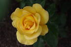 Keep Smiling rose photo
