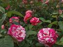 Henri Matisse rose photo