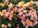 Jazz rose photo