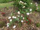 Arethusa rose photo