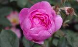 Skylark rose photo