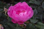 Skylark rose photo