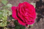 Velvet Fragrance rose photo