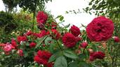Out of Rosenheim rose photo