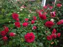 Out of Rosenheim rose photo