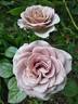 Amnésia® rose photo