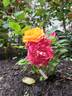 Rainbow's End ™ rose photo