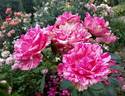 Pink Intuition rose photo