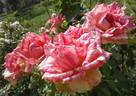 Pink Intuition rose photo