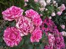 Pink Intuition rose photo