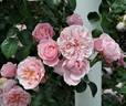Sakuragoromo rose photo