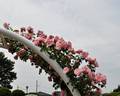 Sakuragoromo rose photo