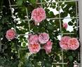 Sakuragoromo rose photo