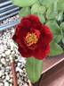 Top Gun ™ rose photo