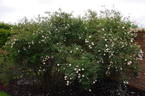 Falkland rose photo
