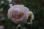 Falkland rose photo