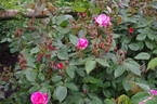Erfurt rose photo
