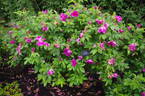 Hansa (Rugosa, Schaum rose photo