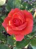 Dr Gary Rankin rose photo