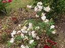 Arethusa rose photo